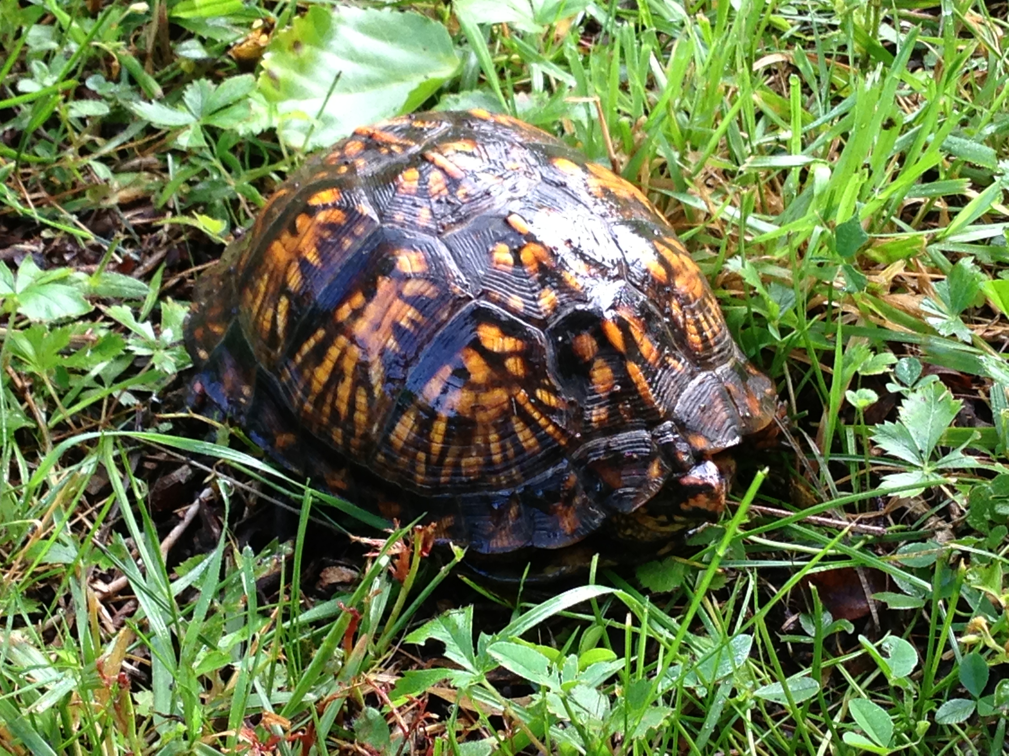 Box Turtle