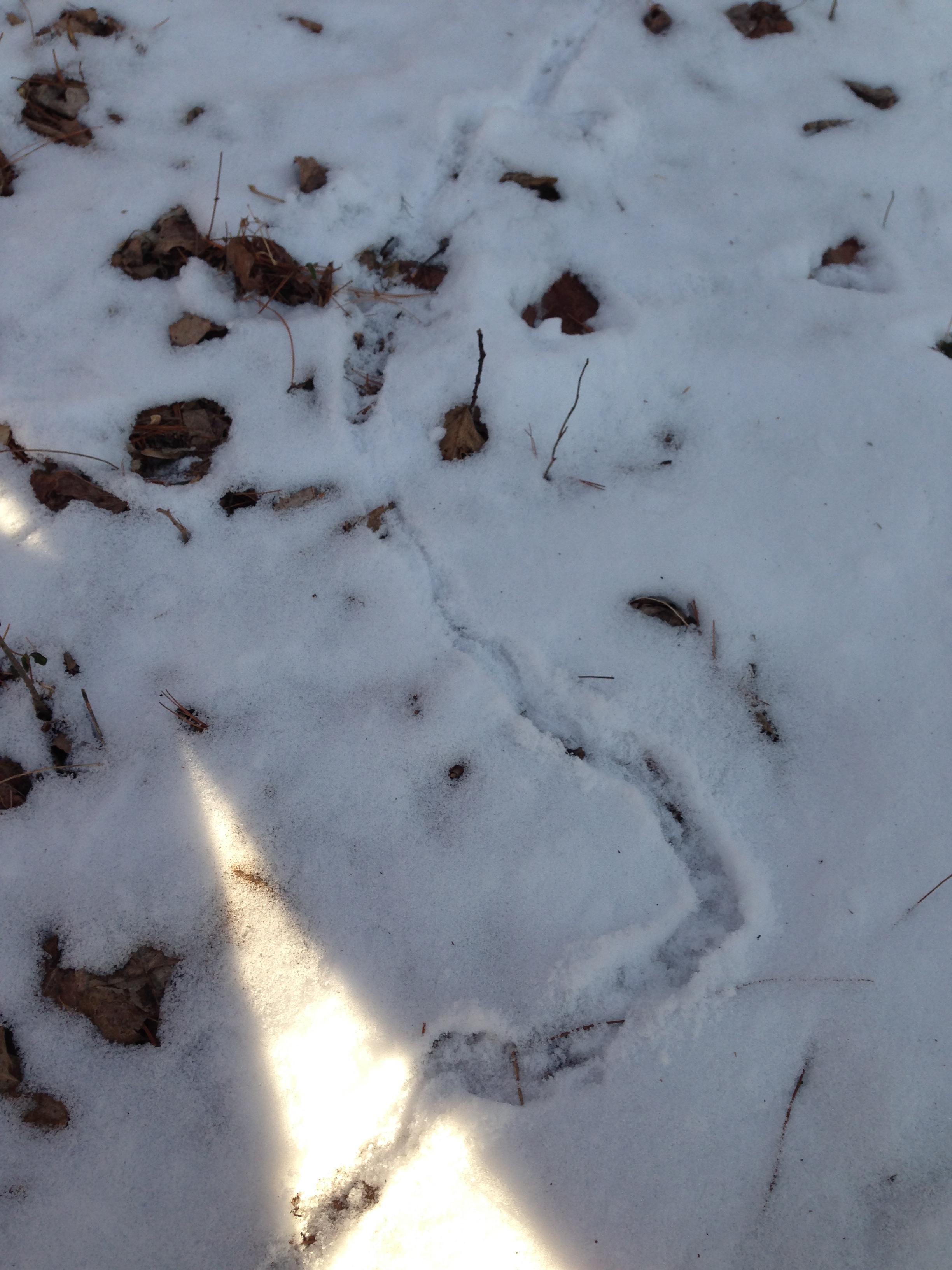 Fox and Rodent Snow Tracks