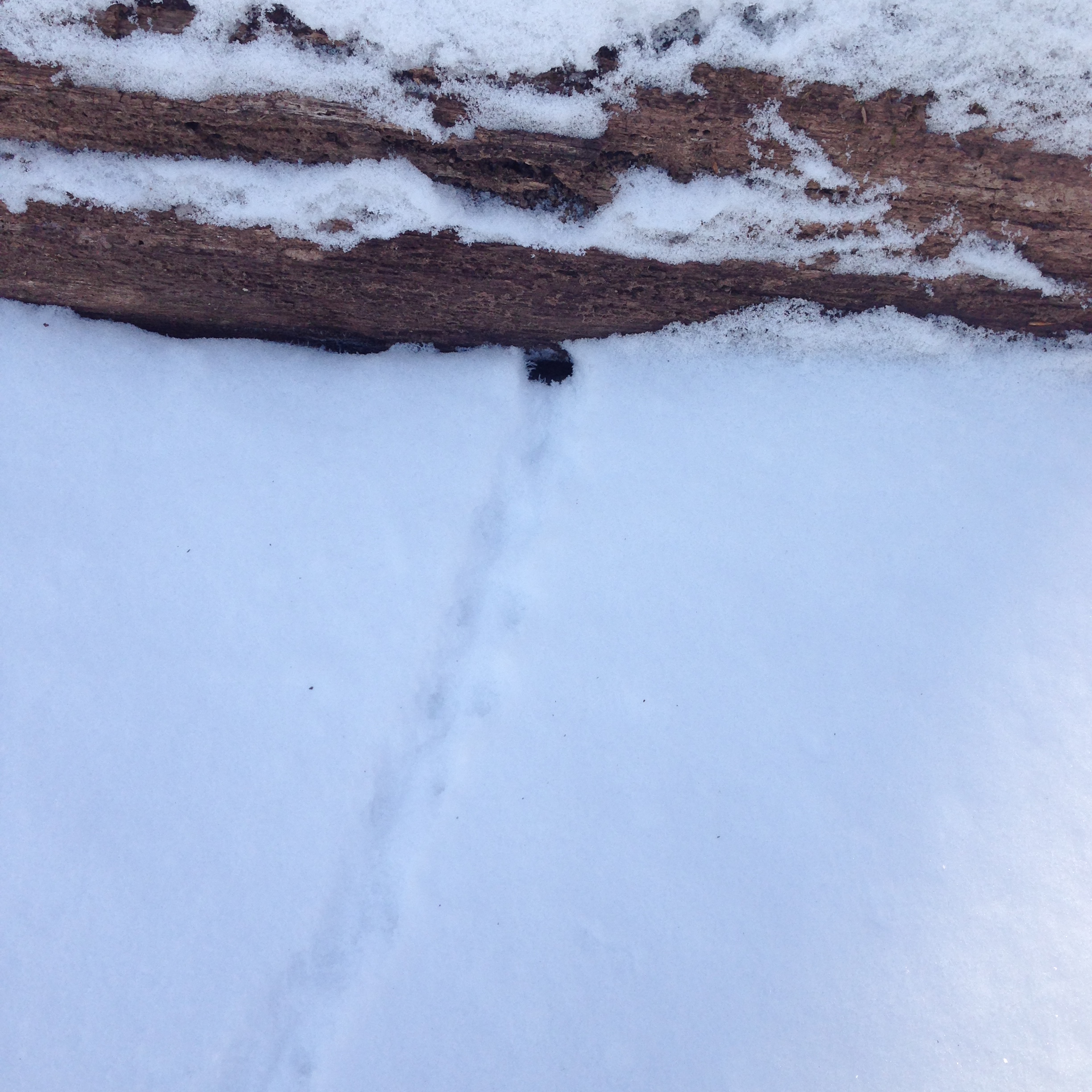 Fox and Rodent Snow Tracks