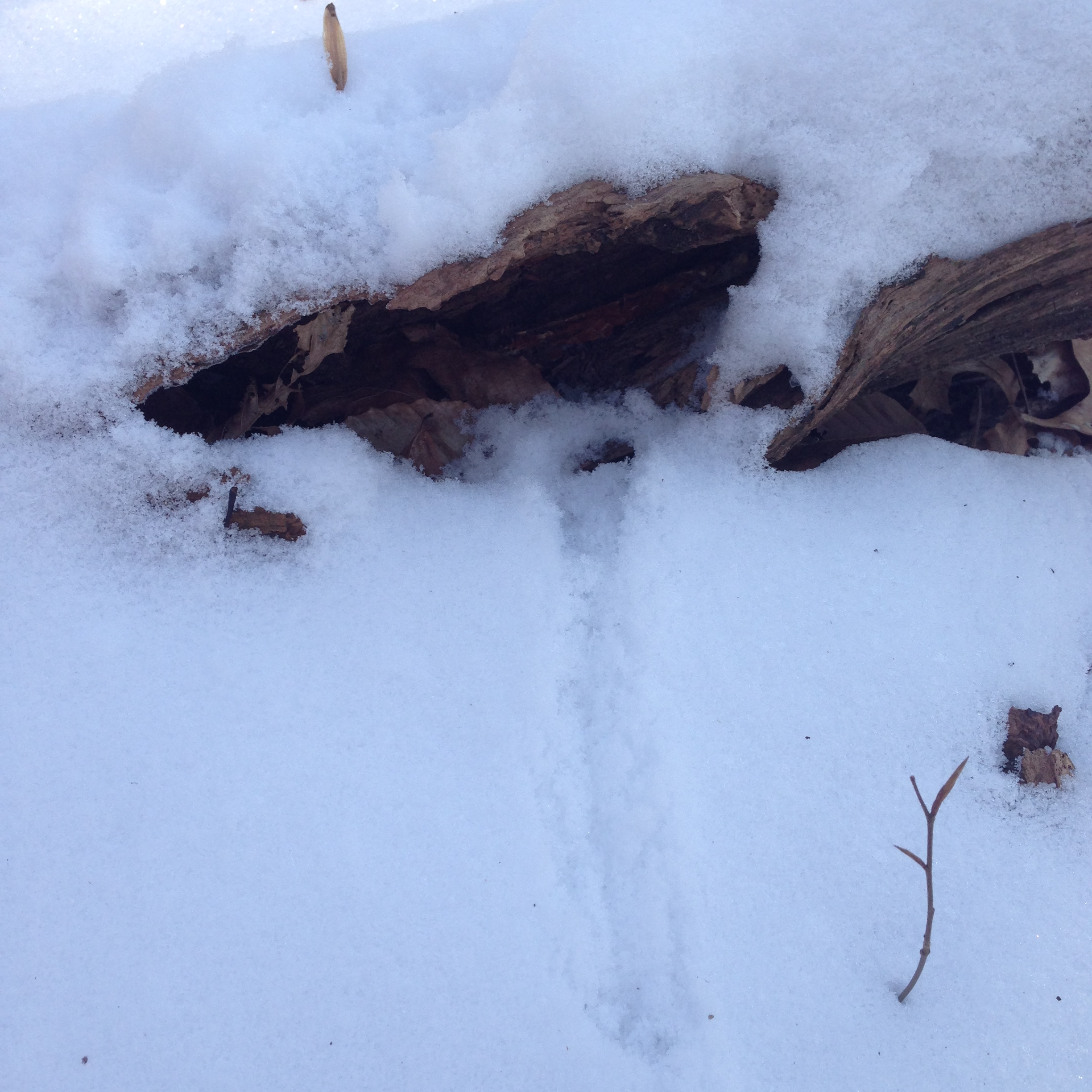 Fox and Rodent Snow Tracks