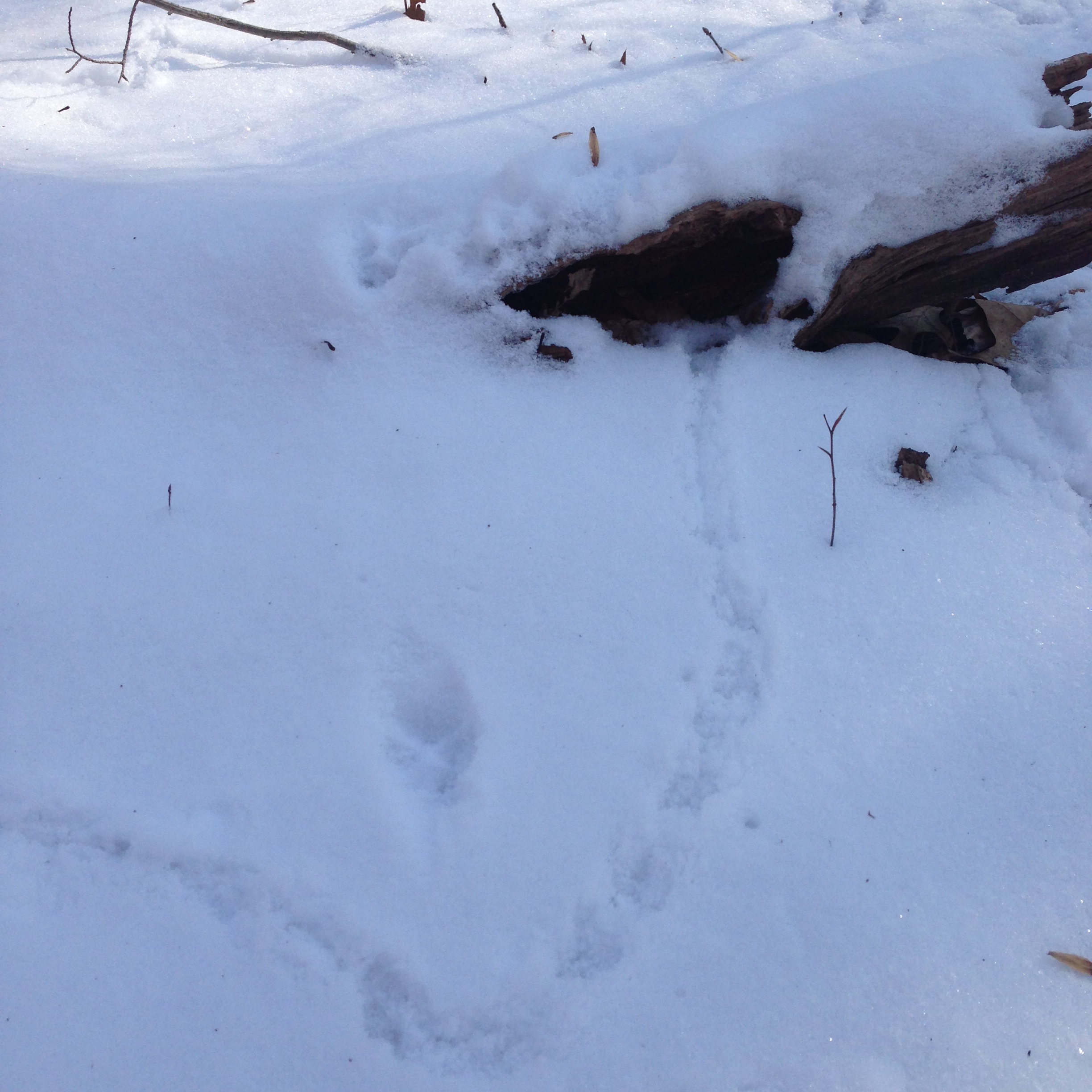 Fox and Rodent Snow Tracks