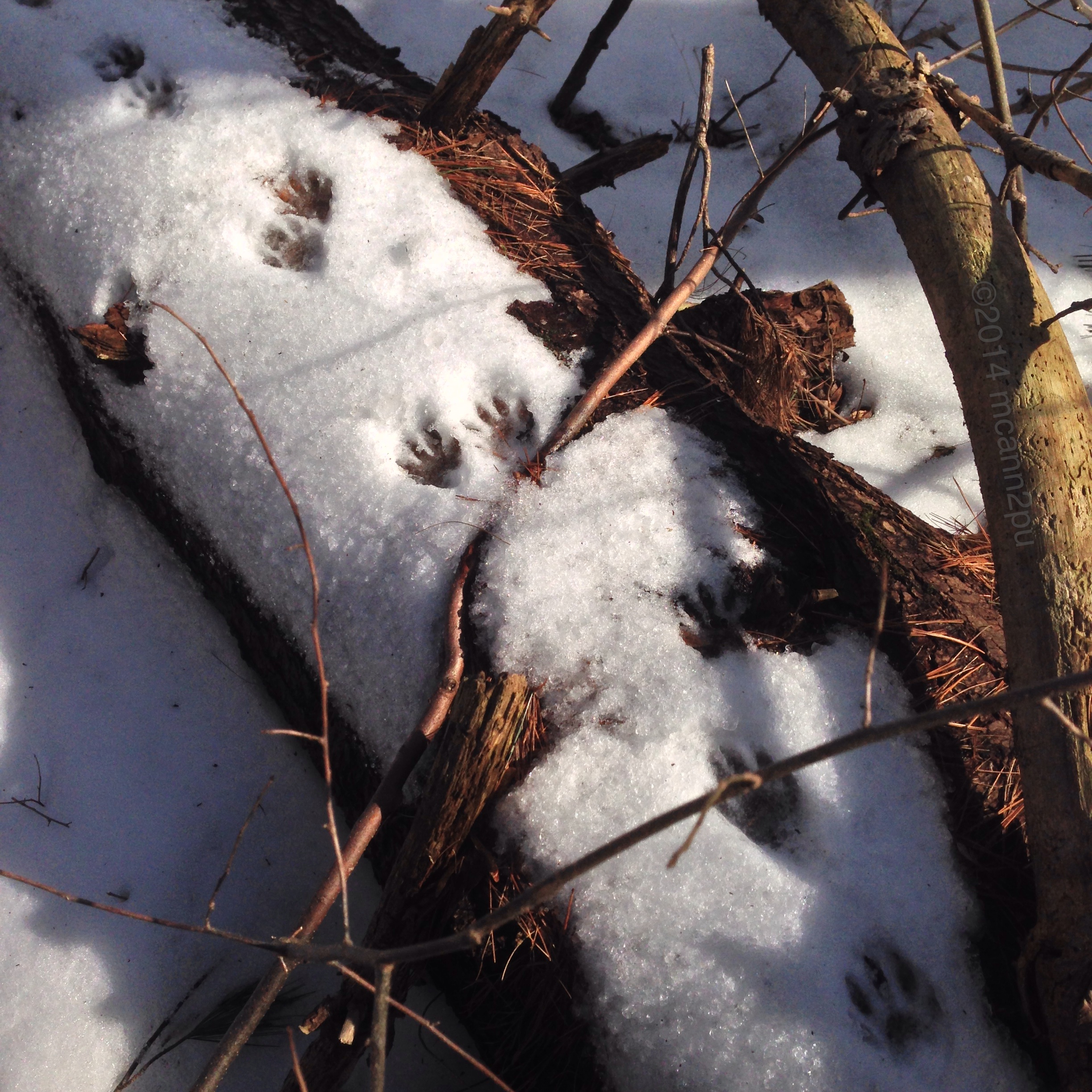 Raccoon Tracks in the Snow