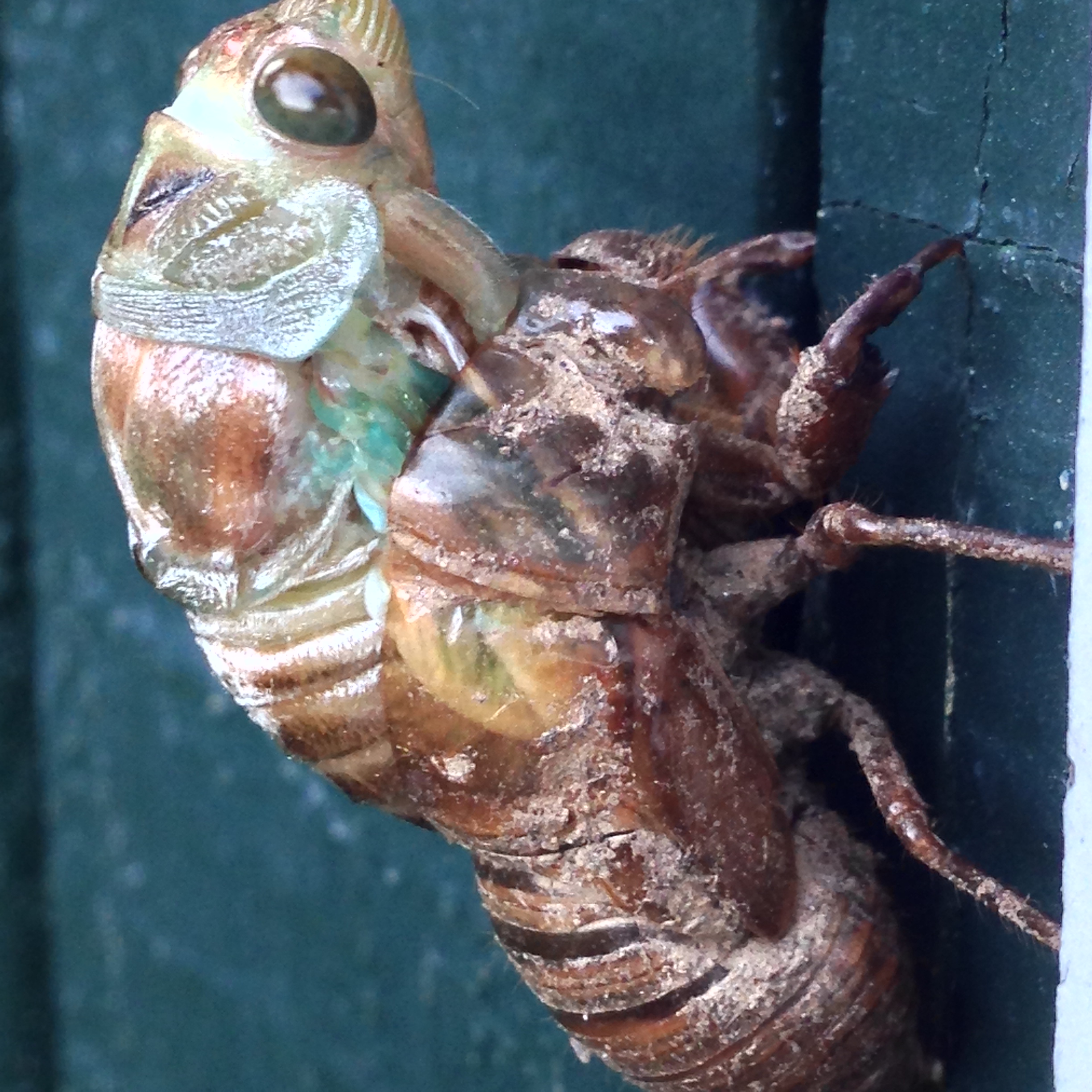 Molting Cicada