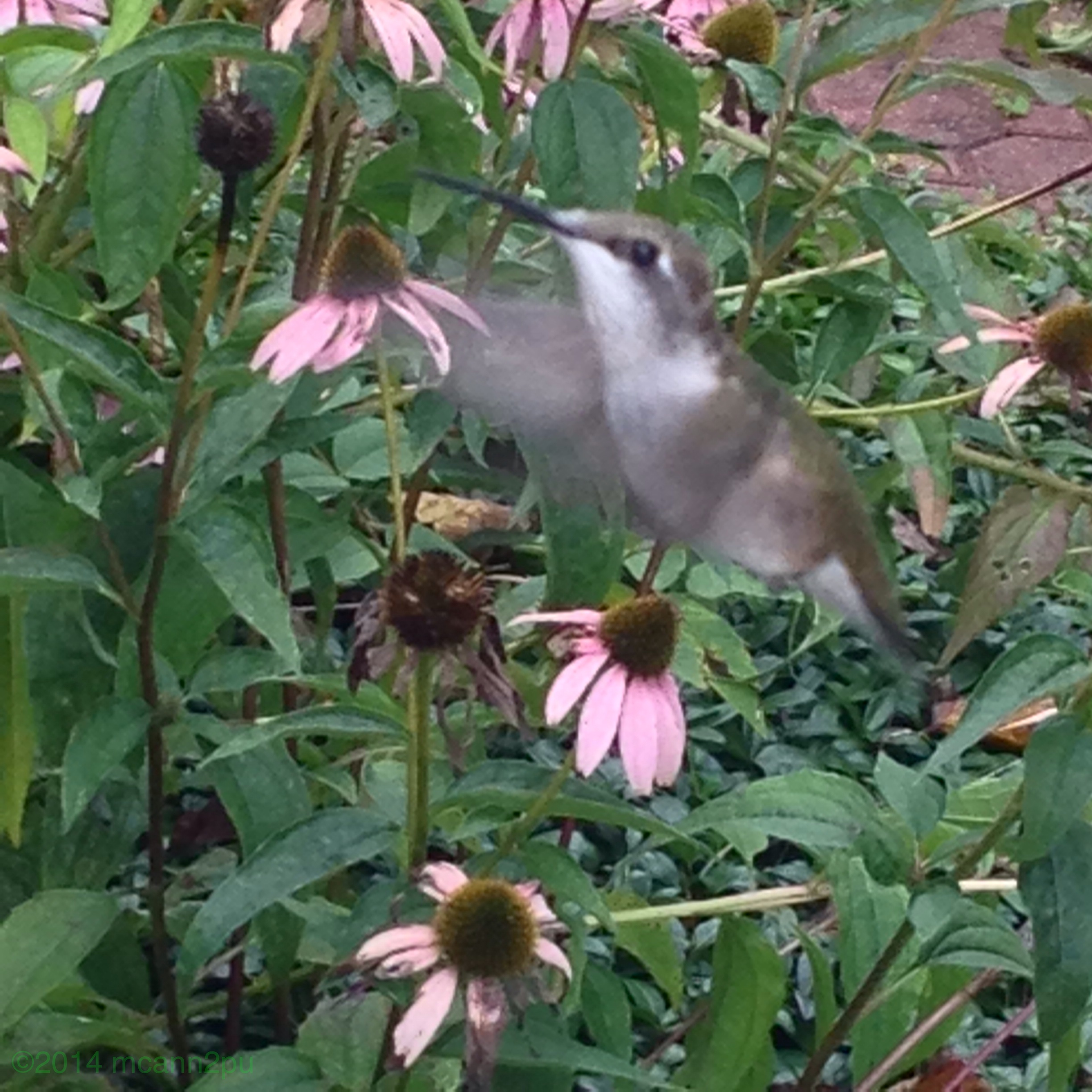 Hummingbird