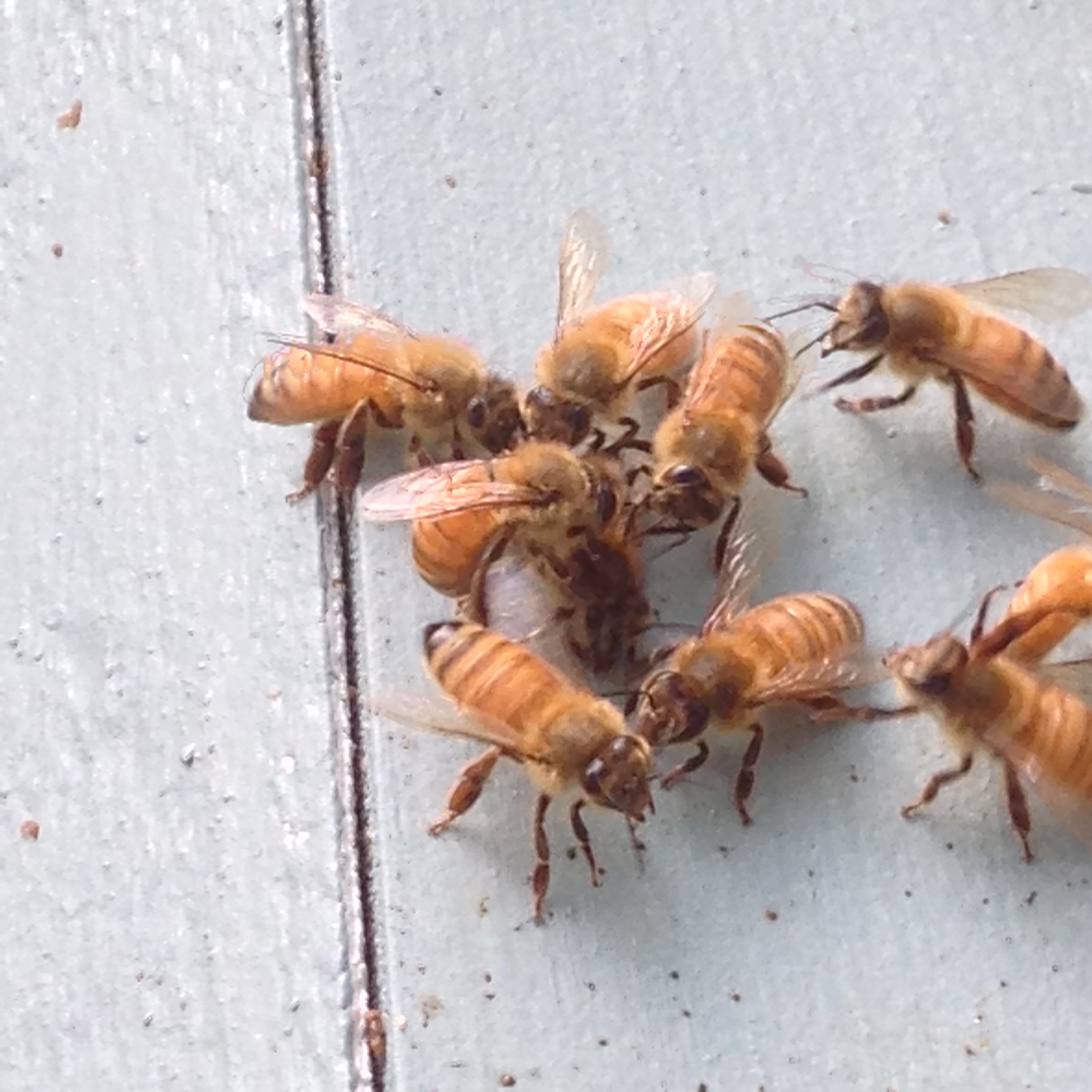 Belated Beekeeping Update
