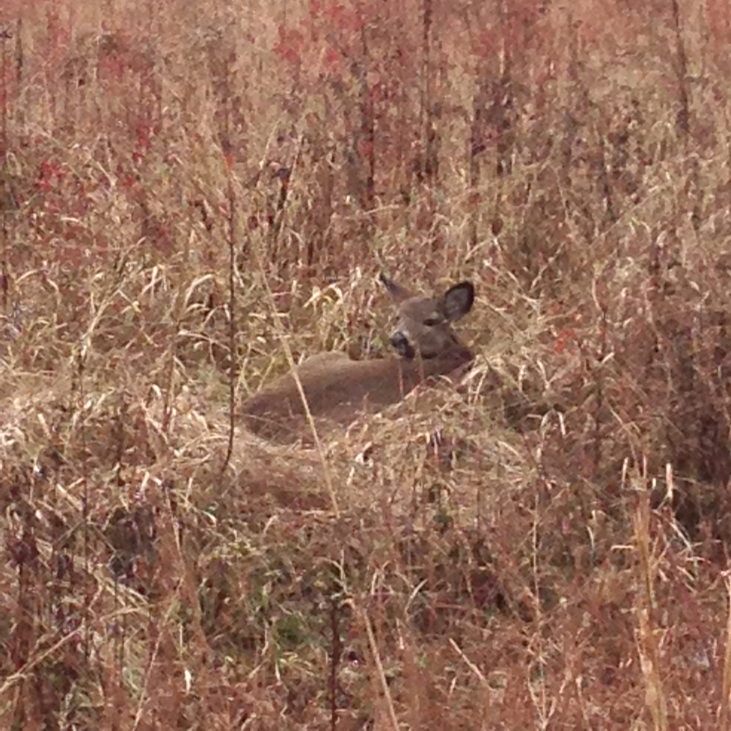  Resting White Tailed Deer