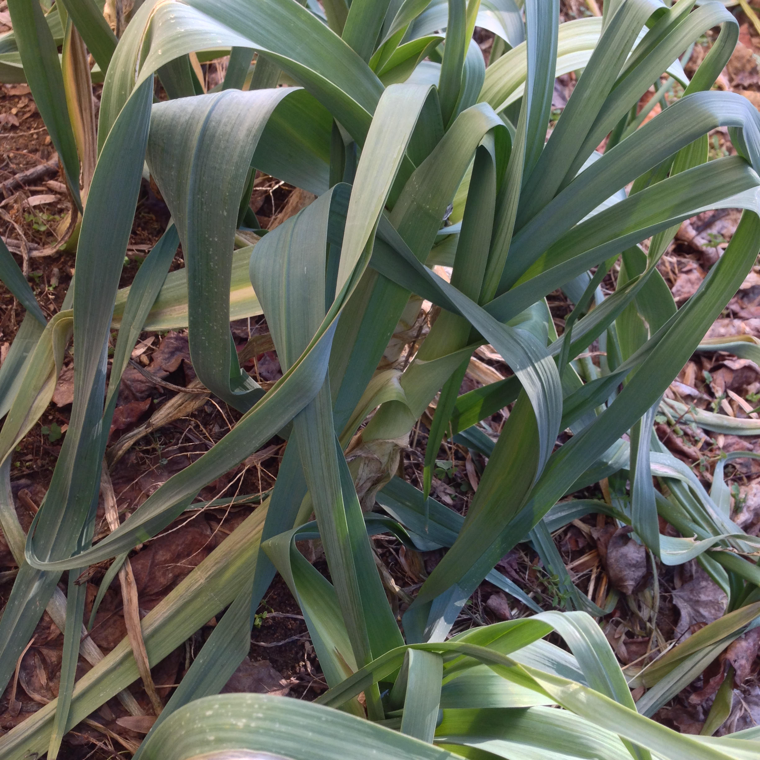 Home Grown Leeks