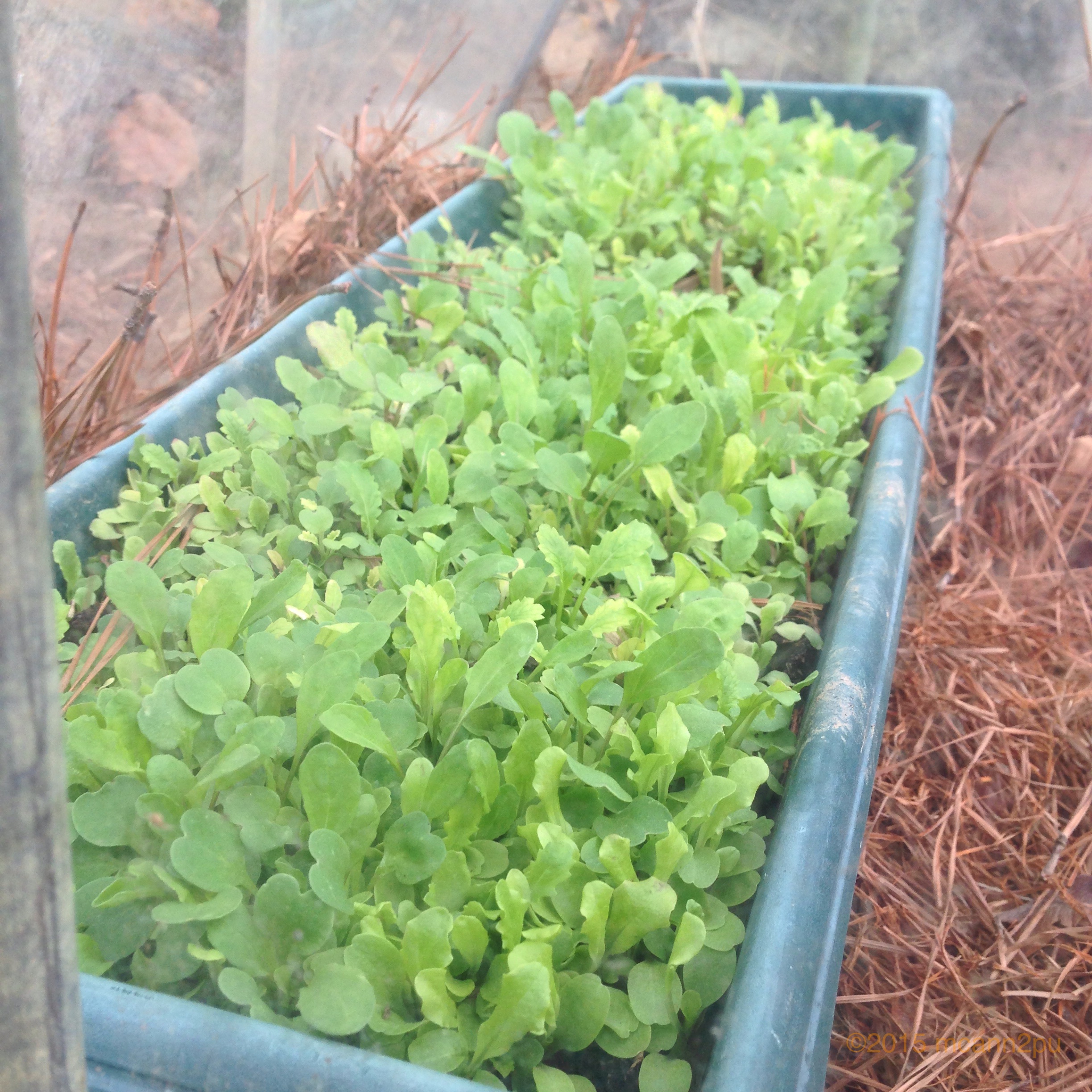 homegrown micro greens