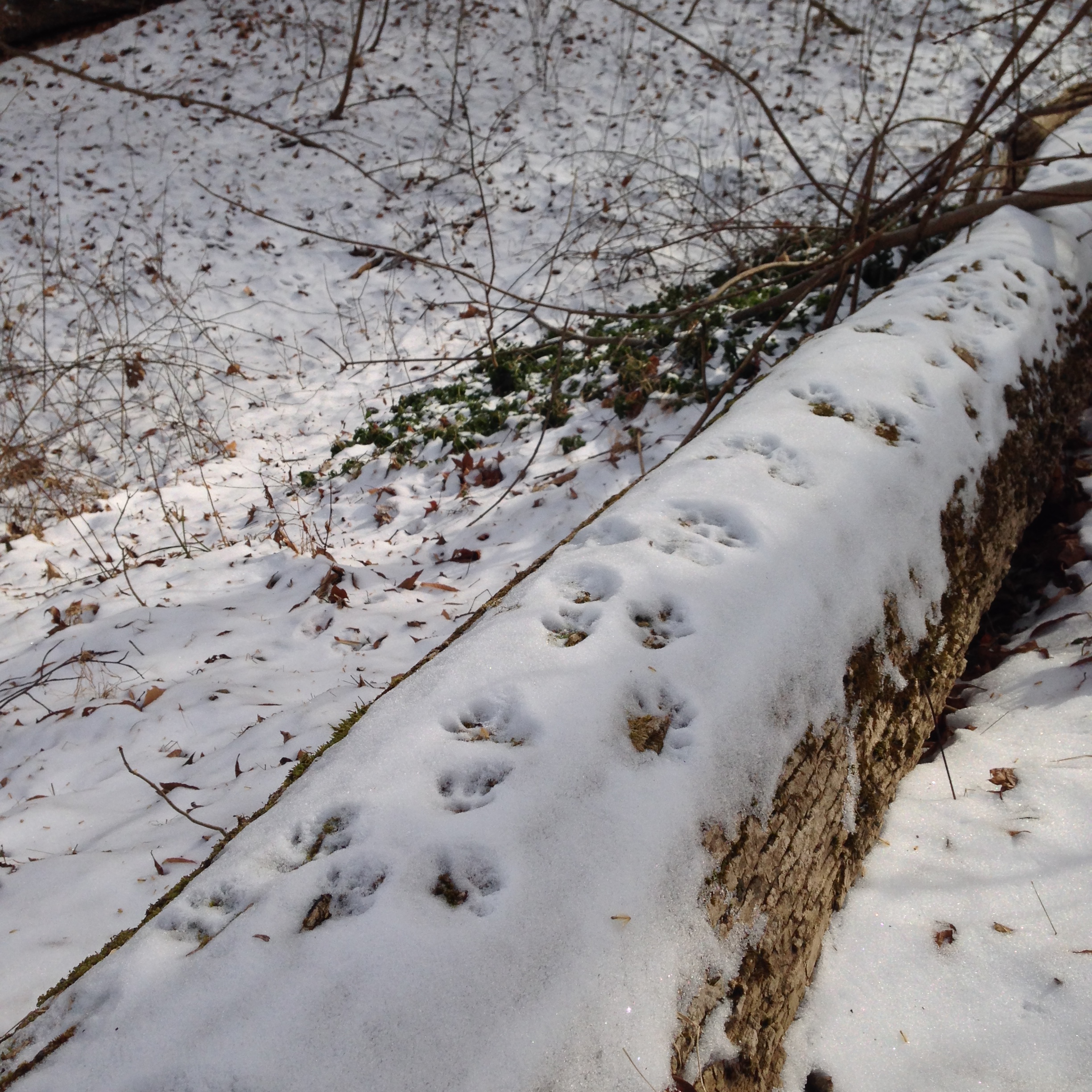 Snow Tracks