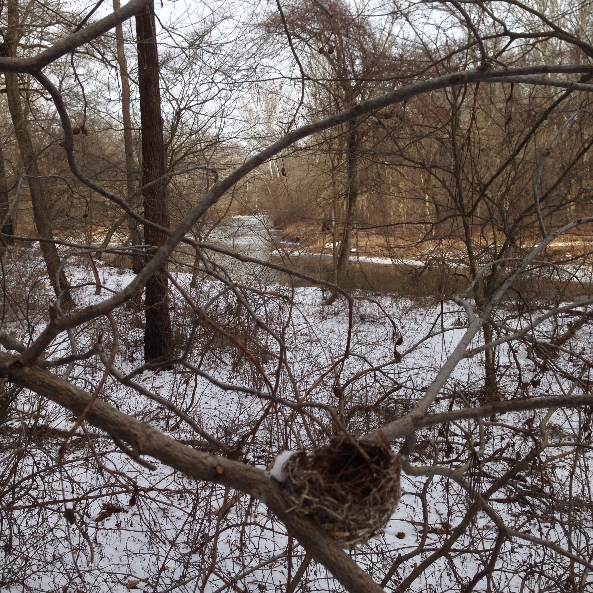 Bird Nest