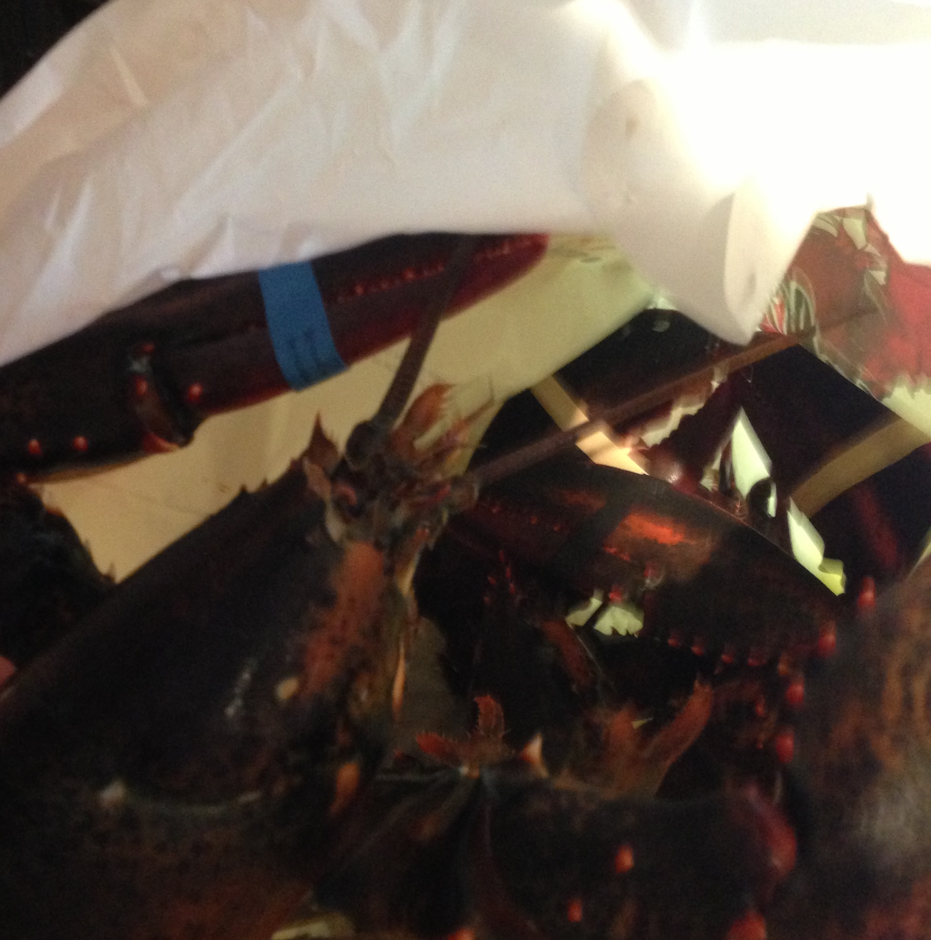 Live Lobsters