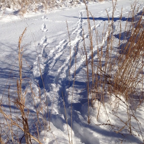 Snow Trails