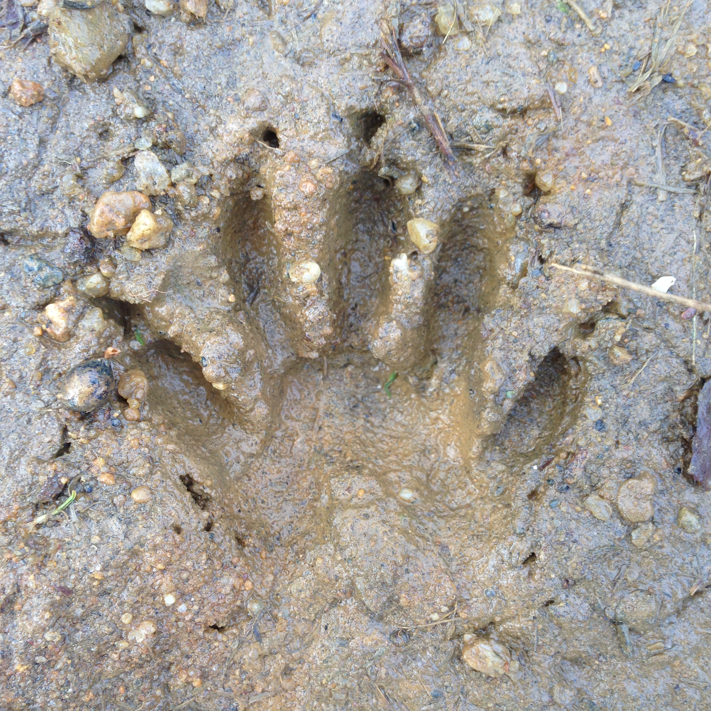 Raccoon Tracks