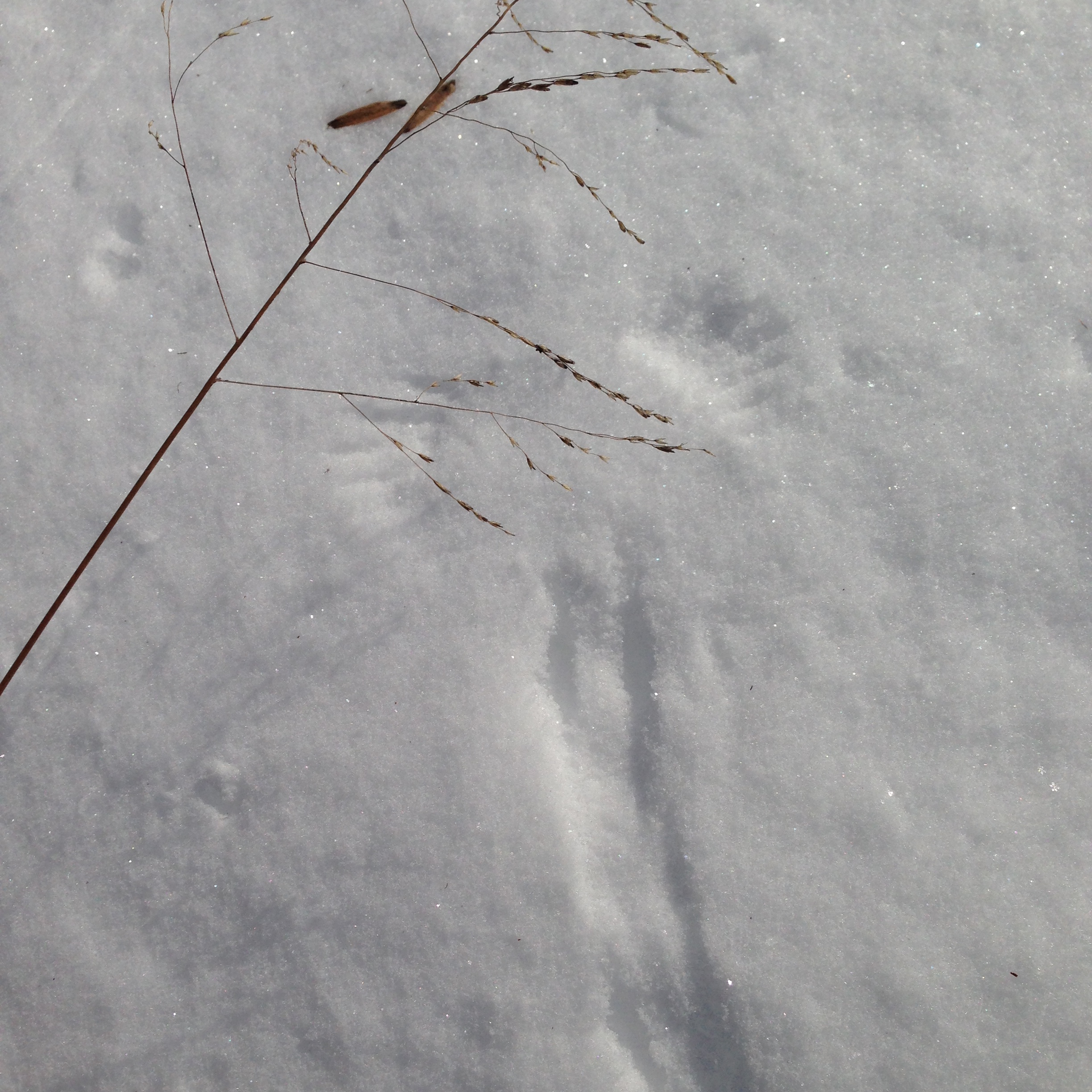 Bird Snow Angel