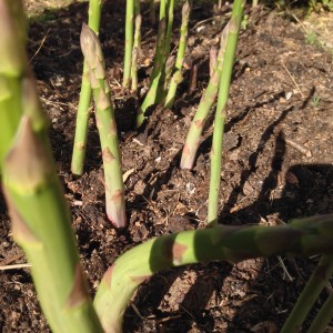 Homegrown Asparagus