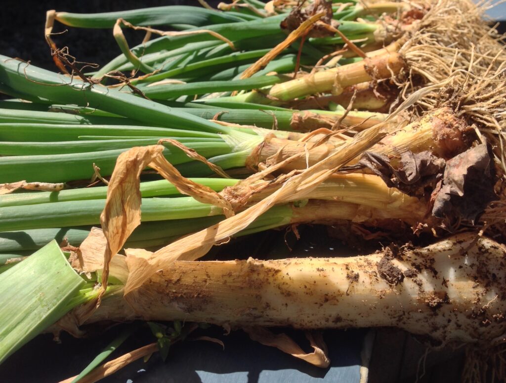 Garden fresh leeks